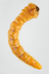 Temognatha flavicollis, PL4722, larva, from Allocasuarina muelleriana ssp. muelleriana (PJL 3485), ventral, SE, 42.0 × 7.2 mm